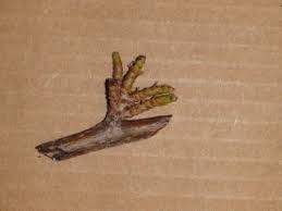 Image result for Sphaeropsis tumefaciens oleander symptoms