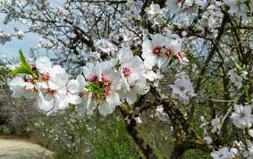 Maybe you would like to learn more about one of these? Rainy Weather And Spring Flowers Back Yard Biology