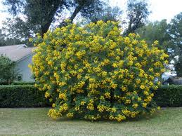 Image result for Senna bicapsularis