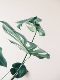 Wild One Botanic Still Life Green Plants Plants Planting Flowers