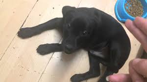 It is a cross between the labrador retriever and the american staffordshire terrier. Labrador Cross Staffordshire Bull Terrier Puppy 10 Weeks Old Youtube