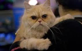 al dickson (alstard)