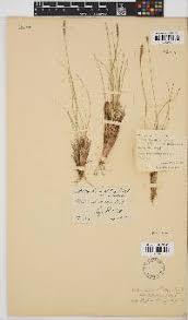 Image result for Microchloa altera
