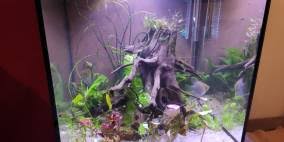 Image result for Najas horrida