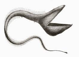 Barcelona kits, fc barcelona clothing shop. Pelican Eel Or Eurypharynx Pelecanoides Deep Sea Fish Rarely Seen By Humans From El Mundo Ilustrado Published Barcelona Circa 1880 Posterprint Walmart Com Walmart Com