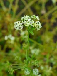 Image result for Apium graveolens