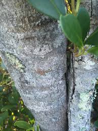 Image result for Pterocelastrus