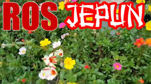 Ros jepun yang di gantung lebih mudah gebu dari tanam atas tanah. Bunga Viral Ros Jepun Kembang 10 Pagi Youtube