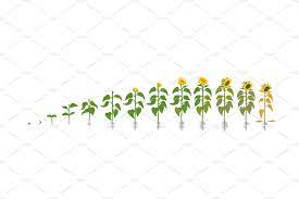 Vegetable Crop Growth Stages Planting Sunflowers Planting Vegetables Growing Plants