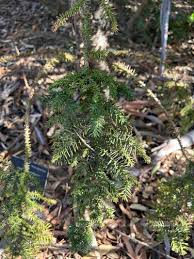 Image result for Araucaria cunninghamii