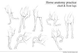 Chest And Front Legs Anatomy Practice By Horraw X Horse Anatomy Horse Drawings Horse Sketch