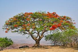 Image result for Alloeochaete oreogena