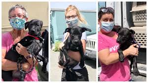 Animal rescue transport flights are sometimes called Freedom Flights