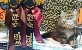 Dibanding dengan kucing ras, kucing ini memang berbeda. Tips Gemukkan Kucing Lidya Izzati