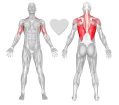 Maybe you would like to learn more about one of these? Back Exercises Workouts Freetrainers Com
