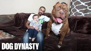 Pupdate 07/20/2020 happy boy today. Meet Hulk The Giant 175lb Family Pit Bull Dog Dynasty Youtube