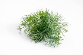 Cats can eat rice to help settle their stomach. Can Cats Eat Dill Weed Is It Safe Happy Cat Corner