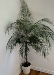 Image result for Syagrus