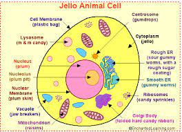 How to make an animal cell cookie model. Jello Animal Cell Craft Enchanted Learning Software