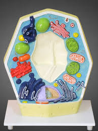 Check spelling or type a new query. Plant Cell Model Medilab Exports Consortium