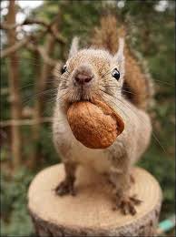 Can a squirrel survive with no fur on its neck? See How Full I Can Get My Mouth Without The Acorn Falling Out Baby Animals Pictures Baby Animals Wild Albino Animals