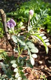 Image result for Cicer arietinum