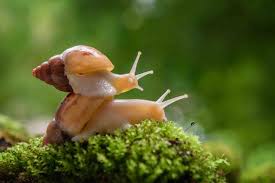 Examples of caracole in a sentence. Sabes Que Comen Los Caracoles Azul Zero
