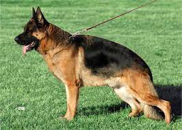 The site owner hides the web page description. å¾·åœ‹ç‹¼çŠ¬ å¾·åœ‹æœ¬åœŸä¸‰å¤§çŒ›çŠ¬ä¹‹ä¸€ å…‡çŒ›ç¨‹åº¦ä¸äºžæ–¼é‡Žç‹¼ æ¯æ—¥é ­æ¢