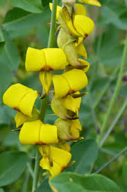 Image result for Crotalaria polysperma