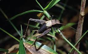 Image result for Polysphaeria harrisii