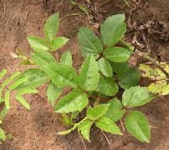 Image result for Cayratia gracilis