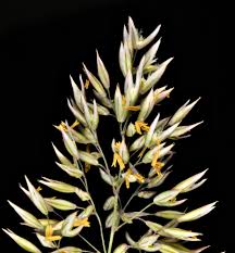 Image result for Holcus