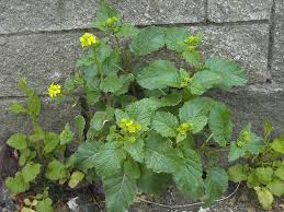 Moutarde Sauvage Plantes Sauvages Comestibles Plantes Comestibles Plantes Sauvages
