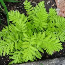 Image result for Tricliceras tanacetifolium