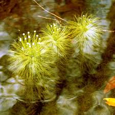 Image result for Eriocaulon setaceum