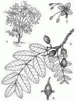 Image result for Zanha golungensis