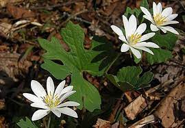 Maybe you would like to learn more about one of these? First Pennsylvania Wildflowers You Re About To See Pennlive Com