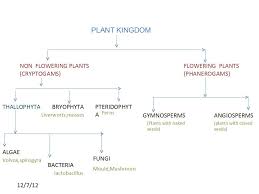 plant taxonomy plant kingdom classification chart