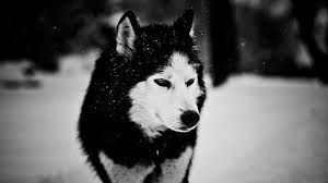 So good you'll howl at the moon. Wolf Wallpaper Hd Free Download Pixelstalk Net