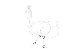 Before starting to draw the peacock feather you need to understand the characteristics of an iridescent surface then decide what technique to use. How To Draw A Peacock