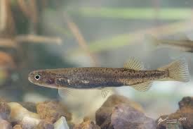 Image result for Strabomantis necerus