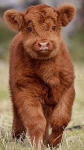 Pin By Regina Tavares On Tiere In 2020 Fluffy Cows Cute Baby Cow Baby Animals Funny