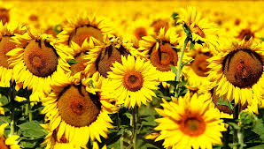 Trova immagini fiori gratis ✓ scarica immagini di fiori da scaricare ✓ scegli nuove immagini nuove di fiori hd da utilizzare per i tuoi progetti. Girasoli Sfondo Desktop 4k Sfondo Hd Wallpaperbetter