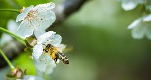Hornissen sind nützlinge im garten, sag das deiner oma. Was Sie Bei Wespen Hornissen Und Bienen Im Garten Tun Konnen Immobilien Ratgeber Century 21 Blog