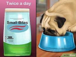 How to care for a pug. 4 Ways To Care For A Pug Wikihow