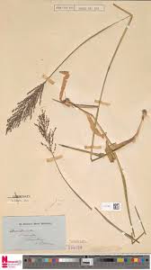 Image result for Arthraxon lancifolius