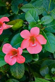 Image result for Barleria