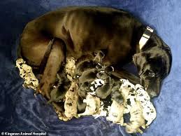 This will help him see new things in a positive light. You Ve Dane It Cleo The Great Dane Has Enormous Litter Of 19 Healthy Puppies In Arizona Daily Mail Online