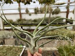 Image result for Bulbostylis clarkeana