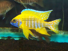 The peacock cichlid, (aulonocara nyassae) is one of the many african cichlids. Alunocara Benga Sunshine Peacock I Have Offspring From This Male For Sale In Madison Wi Cichlid Fish Cichlid Aquarium African Cichlids